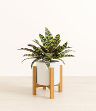 Load image into Gallery viewer, White stand:light