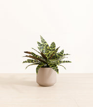 Load image into Gallery viewer, Eternal Gray*****Profile