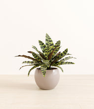 Load image into Gallery viewer, Desert Brown*****Profile