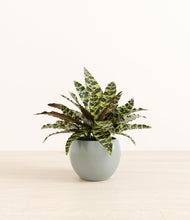 Load image into Gallery viewer, Deep Ocean*****Profile