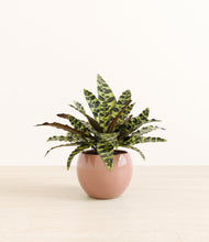 Load image into Gallery viewer, Calm Rose*****Profile