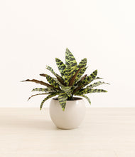 Load image into Gallery viewer, Shiny EggWhite*****Profile