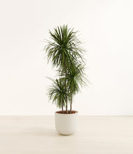 Load image into Gallery viewer, Natural Bamboo*****Profile