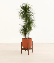 Load image into Gallery viewer, Earth Red stand:walnut