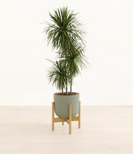 Load image into Gallery viewer, Sage Green stand:bamboo