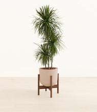 Load image into Gallery viewer, Sandy Pink stand:walnut