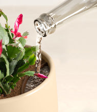 Load image into Gallery viewer, -