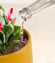 Load image into Gallery viewer, -