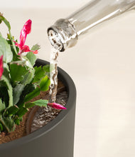 Load image into Gallery viewer, -