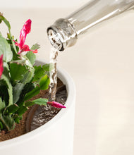 Load image into Gallery viewer, -