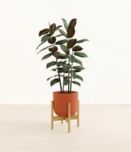 Load image into Gallery viewer, Earth Red stand:bamboo