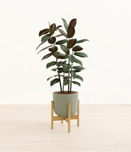 Load image into Gallery viewer, Sage Green stand:bamboo
