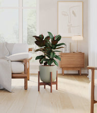 Load image into Gallery viewer, Sage Green stand:walnut