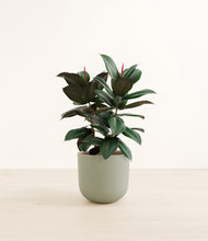 Load image into Gallery viewer, Sage Green*****Profile