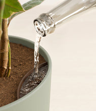 Load image into Gallery viewer, Sage Green stand:all