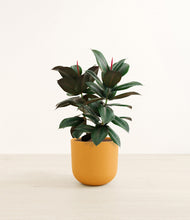 Load image into Gallery viewer, Sunset Orange*****Profile