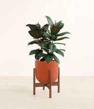 Load image into Gallery viewer, Earth Red stand:walnut