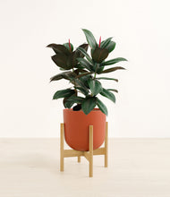 Load image into Gallery viewer, Earth Red stand:bamboo