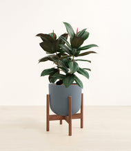 Load image into Gallery viewer, Iron Gray stand:walnut