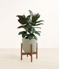 Load image into Gallery viewer, Sage Green stand:walnut