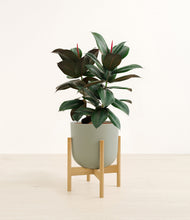 Load image into Gallery viewer, Sage Green stand:bamboo