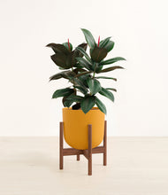 Load image into Gallery viewer, Sunset Orange stand:walnut