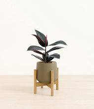 Load image into Gallery viewer, Olive stand:bamboo