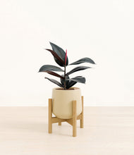 Load image into Gallery viewer, Almond Green stand:bamboo