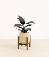 Load image into Gallery viewer, Almond Green stand:walnut