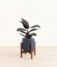 Load image into Gallery viewer, Deep Navy stand:walnut