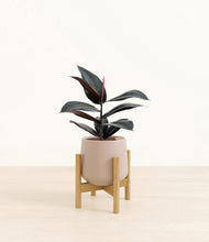 Load image into Gallery viewer, Eternal Gray stand:bamboo