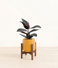 Load image into Gallery viewer, Mustard stand:walnut