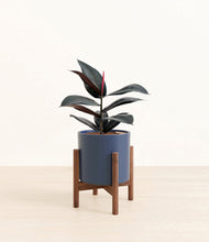 Load image into Gallery viewer, Deep Navy stand:walnut