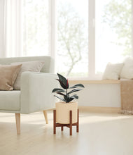 Load image into Gallery viewer, Cream stand:walnut