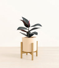 Load image into Gallery viewer, Cream stand:bamboo