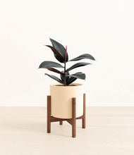 Load image into Gallery viewer, Cream stand:walnut