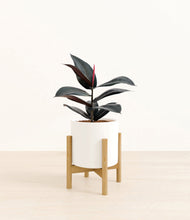 Load image into Gallery viewer, White stand:bamboo