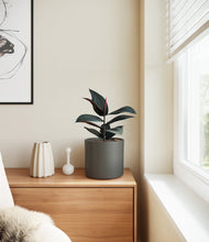 Load image into Gallery viewer, Dark Olive