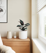 Load image into Gallery viewer, White