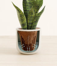 Load image into Gallery viewer, Cotton White stand:all