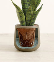 Load image into Gallery viewer, Olive