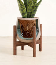 Load image into Gallery viewer, Eternal Gray stand:walnut