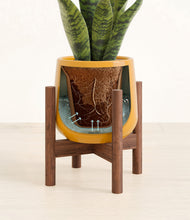 Load image into Gallery viewer, Mustard stand:walnut