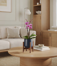 Load image into Gallery viewer, Deep Navy stand:walnut