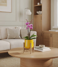 Load image into Gallery viewer, Mustard stand:bamboo