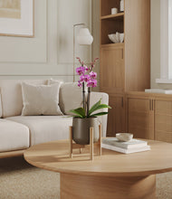 Load image into Gallery viewer, Olive stand:bamboo
