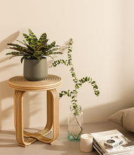 Load image into Gallery viewer, Olive