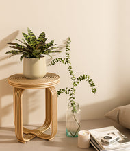 Load image into Gallery viewer, Almond Green