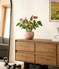 Load image into Gallery viewer, Calm Rose