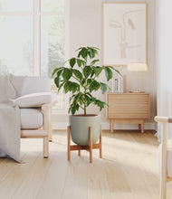 Load image into Gallery viewer, Sage Green stand:bamboo